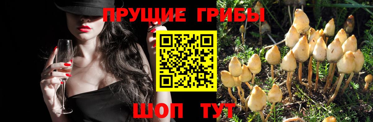 Санкт-Петербург  Галлюциногенные грибы Cubensis  Галлюциногенные грибы мицелий  Вход с VPN 